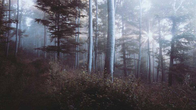 What Content Is Hosted On Cricbet99 Club Official Site?